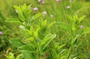 Mentha: Mint peppermint