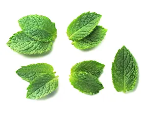 Mentha: Mint