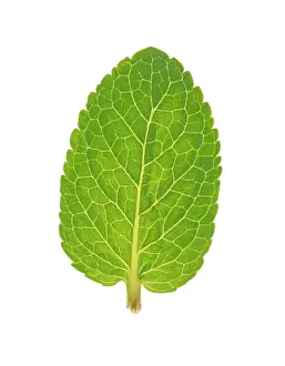 Aromatherapy: Mint
