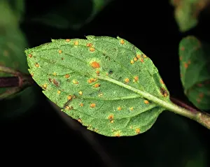 Mentha: Mint rust