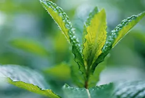 Mentha: Mint, Spearmint