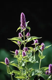 Mentha: Mint, Spearmint