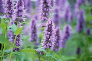 Mentha: Mint, Spearmint