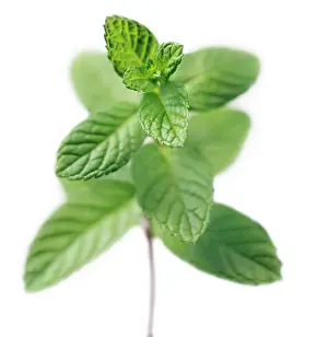 Mentha: Mint, Spearmint