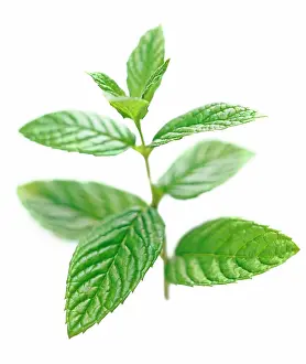 Sprig: Mint, Spearmint