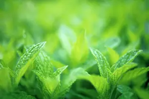 Mentha: Mint, Spearmint