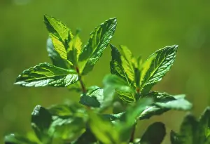 Mentha: Mint, Spearmint