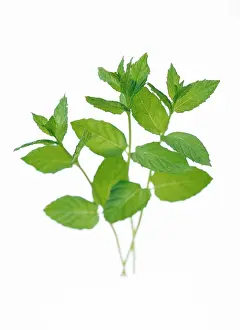 Mentha: Mint, Spearmint