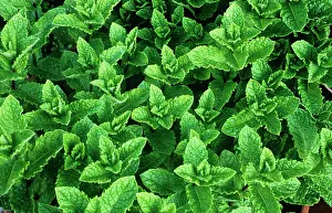Mentha: Mint, Spearmint