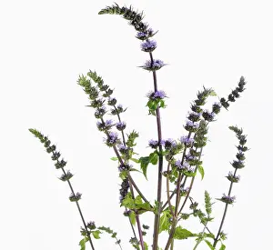 Mentha: Mint, Spearmint