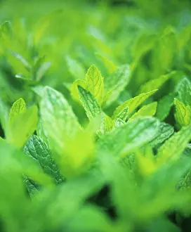 Crazy: Mint, Spearmint