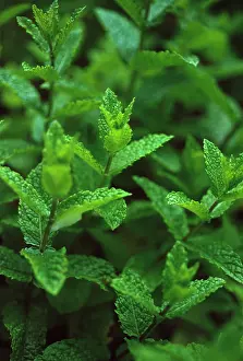 Smell: Mint, Spearmint