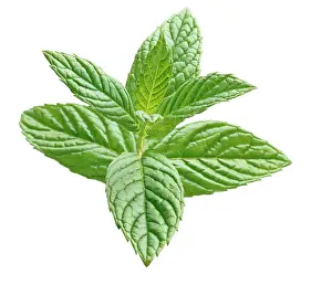 Sprig: Mint, Spearmint