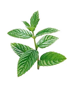 Sprig: Mint
