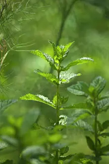 Aromatherapy: Mint, Spearmint, Mentha spicata, Side view of one