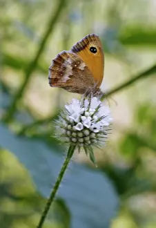 Mentha: Mint