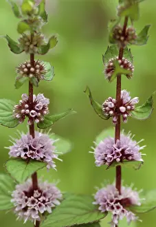 Mentha: Mint