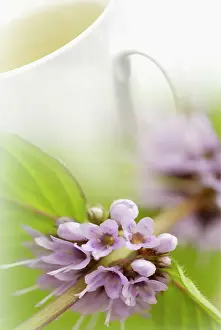 Mentha: Mint