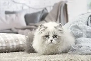 Minuet: Minuet Cat indoors