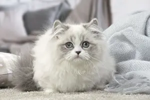 Minuet: Minuet Cat indoors
