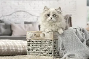 Minuet: Minuet Cat indoors