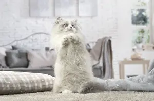 Minuet: Minuet Cat indoors