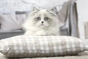 Minuet: Minuet Cat indoors