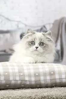 Minuet: Minuet Cat indoors