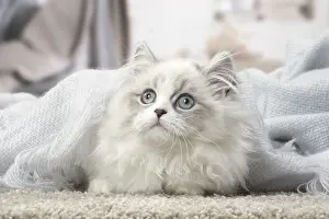 Minuet: Minuet Cat indoors