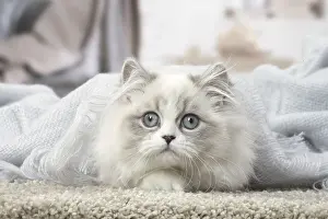 Minuet: Minuet Cat indoors