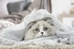Snuggling: Minuet Cat indoors