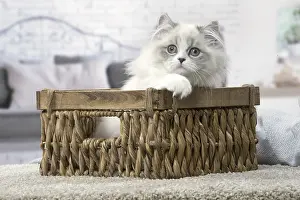 Minuet: Minuet Cat indoors