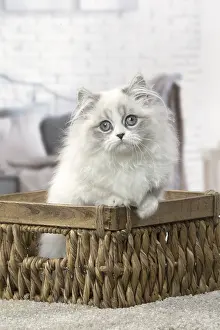Minuet: Minuet Cat indoors