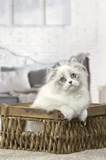 Minuet: Minuet Cat indoors