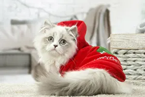 Minuet: Minuet Cat indoors