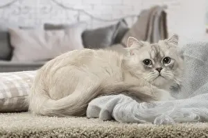 Minuet: Minuet Cat indoors