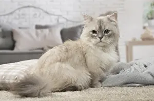 Minuet: Minuet Cat indoors