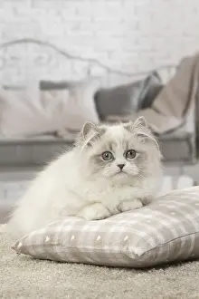 Minuet: Minuet Cat indoors