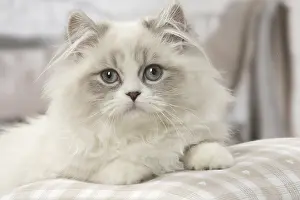Minuet: Minuet Cat indoors