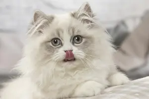 Minuet: Minuet Cat indoors