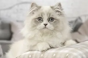 Minuet: Minuet Cat indoors