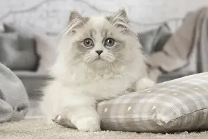 Minuet: Minuet Cat indoors