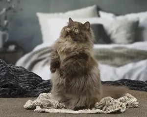 121217: Minuet cat indoors