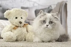 Cuddly: Minuet Cat indoors with teddy bear