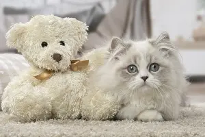 Cuddly: Minuet Cat indoors with teddy bear