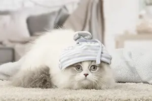 Minuet: Minuet Cat indoors wearing hat