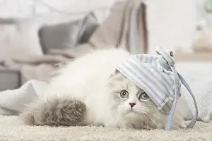 Minuet: Minuet Cat indoors wearing hat