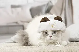 Minuet: Minuet Cat indoors wearing hat