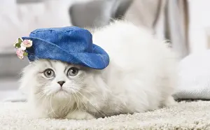 Minuet: Minuet Cat indoors wearing hat