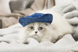 Minuet: Minuet Cat indoors wearing hat
